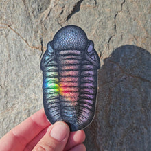 Load and play video in Gallery viewer, Trilobite sticker
