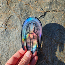 Load image into Gallery viewer, Trilobite sticker
