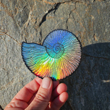 Load image into Gallery viewer, Ammonite sticker
